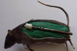 Tiết lộ chấn động về bom chuột hủy diệt khủng khiếp Thế chiến II