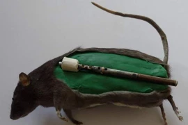 Tiết lộ chấn động về bom chuột hủy diệt khủng khiếp Thế chiến II