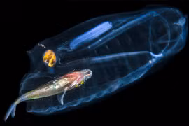 Loài động vật trong suốt như sứa, lớn nhanh nhất thế giới