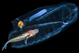 Loài động vật trong suốt như sứa, lớn nhanh nhất thế giới