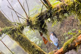 Băng rừng nguyên sinh 'săn mây' trên đỉnh núi Sừng Trâu