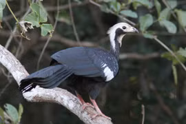 Cận cảnh các loài gà kỳ lạ chỉ có ở châu Mỹ