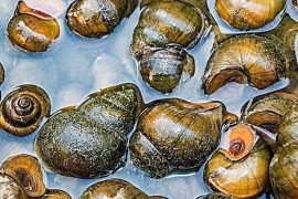 4 loại thực phẩm chứa nhiều 'ký sinh trùng' bạn nên biết