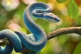 Năm Rắn Mộc Xuân, 6 người nên mặc đồ đỏ, vì sao?