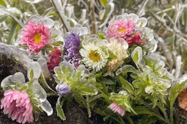 Khoảnh khắc băng giá tại miền Bắc những ngày qua