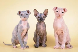 Phát hoảng loạt động vật trụi lông, như đến từ hành tinh khác