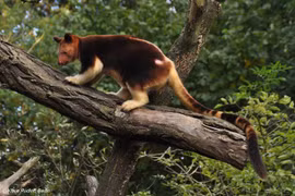 Lạ lùng loài chuột túi sống trên cây, trèo leo như khỉ