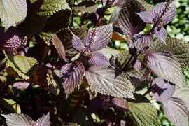 Vị thuốc dân gian dễ tìm lại cực tốt cho sức khỏe, ít người biết