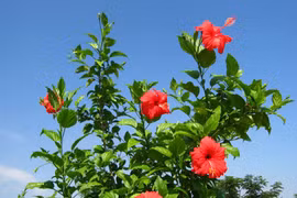 Hé lộ lý do người Malaysia chọn hoa dâm bụt làm quốc hoa