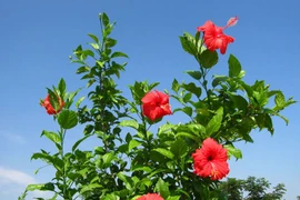 Hé lộ lý do người Malaysia chọn hoa dâm bụt làm quốc hoa