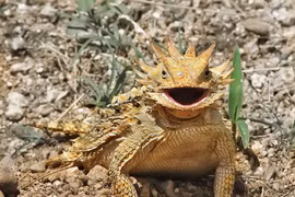 Cận cảnh loài “rồng gai” sa mạc khiến nhiều người mê mẩn