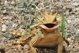 Cận cảnh loài “rồng gai” sa mạc khiến nhiều người mê mẩn