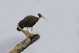 Tò mò loài chim quý biệt tích nhiều năm bất ngờ tái xuất ở Việt Nam