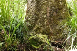 Loài cây 'già' nhất thế giới được mệnh danh là 'chúa tể các loài cây' 