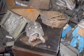 Rùa cưng bị mất tích, 30 năm sau gia đình phát hiện sự thật sốc 