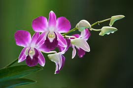 Ý nghĩa bất ngờ của 20 loài hoa quen thuộc trong cuộc sống 