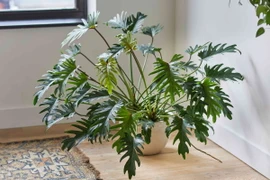 Điểm danh những loài cây trầu bà hot nhất Việt Nam