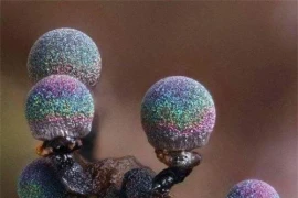 Ngắm loài nấm óng ánh như thạch anh đẹp nhất thế giới