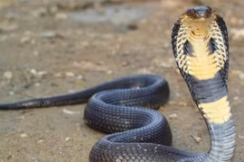 Vì sao rắn hổ mang chúa là “chúa” của các loài rắn?