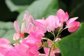 Cận cảnh loài bọ ngựa kỳ lạ nhất thế giới của Việt Nam