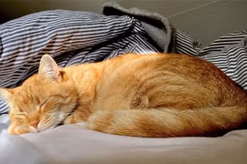 Top 4 thú cưng mê ngủ nhất, thích hợp cho người hướng nội