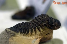 Ngắm bộ sưu tập hóa thạch bọ ba thùy cực quý ở Hà Nội