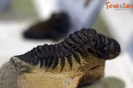 Ngắm bộ sưu tập hóa thạch bọ ba thùy cực quý ở Hà Nội