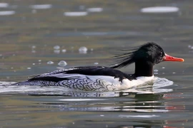 Điểm danh 26 loài vịt hoang dã thú vị của Việt Nam (2)