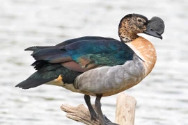 Điểm danh 26 loài vịt hoang dã thú vị của Việt Nam (1)