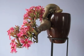 Loài cây may mắn, chiêu tài hút lộc, trồng nhiều ở đền chùa Việt Nam