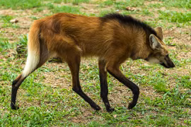 Loài chó rừng chân dài như đi cà kheo, chỉ có ở Nam Mỹ