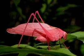 Cận cảnh những loài côn trùng màu hồng quyến rũ nhất thế giới