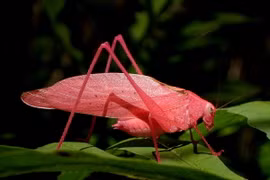 Cận cảnh những loài côn trùng màu hồng quyến rũ nhất thế giới