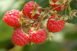 7 loại thưc phẩm giàu chất xơ, ăn vào ruột khỏe, ngăn ngừa bệnh tật