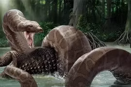 Phát hoảng về kích cỡ con rắn lớn nhất thế giới 