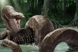 Phát hoảng về kích cỡ con rắn lớn nhất thế giới 