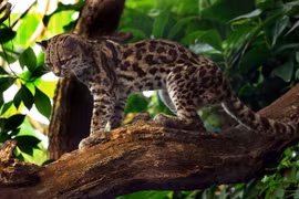 Điểm danh 12 loài mèo hoang dã hiện diện ở châu Mỹ