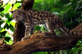 Điểm danh 12 loài mèo hoang dã hiện diện ở châu Mỹ