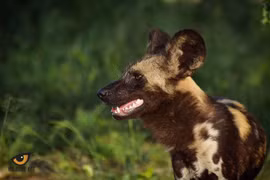 Top 15 điều thú vị ít người biết về các loài thuộc họ Chó 