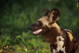 Top 15 điều thú vị ít người biết về các loài thuộc họ Chó 