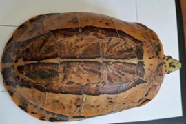 Nông dân Thanh Hóa bắt được rùa vàng rực: Loài sắp tuyệt chủng! 