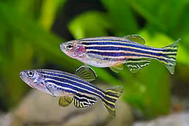 Loài cá trông như ngựa vằn, người Việt thi nhau nuôi làm cảnh