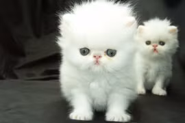 Kỳ khôi chuyện dùng mèo làm vũ khí chiến tranh thời cổ đại