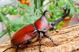 Ấn tượng những loài bọ cánh cứng có vẻ ngoài quái dị nhất thế giới