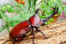 Ấn tượng những loài bọ cánh cứng có vẻ ngoài quái dị nhất thế giới