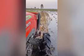 Video: Chim mẹ lao tới “đối đầu” với máy cày để bảo vệ tổ trứng