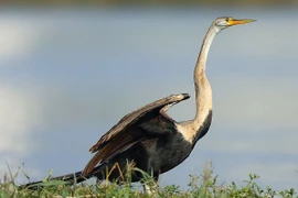 Chim cổ rắn kỳ dị nhất thế giới là loài bản địa Việt Nam