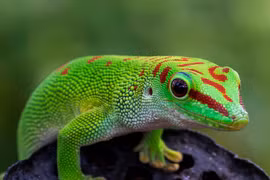 Cận cảnh các loài tắc kè lạ lùng nhất quả đất