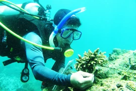 Công tác bảo tồn hệ sinh thái Cù Lao Chàm được quốc tế ca ngợi