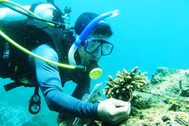 Công tác bảo tồn hệ sinh thái Cù Lao Chàm được quốc tế ca ngợi